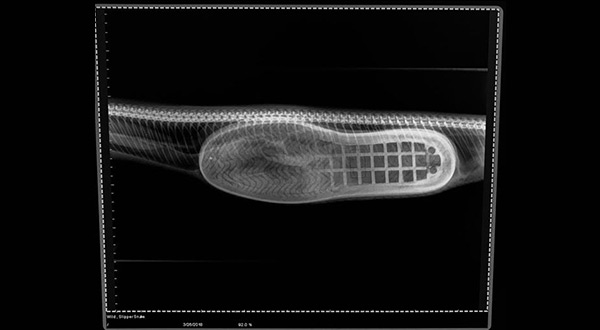 X-ray of python